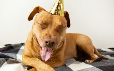 New Year’s Resolutions for Your Furry Friends