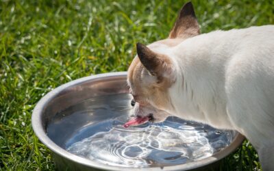 Pet Hydration Essentials: Are They Drinking Sufficient Water?